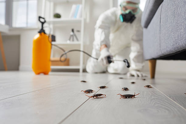 Commercial Kitchen Cockroach Control in Calabasas